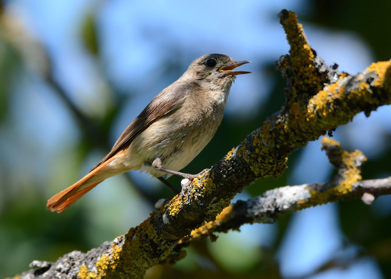 Una famiglia prolifica